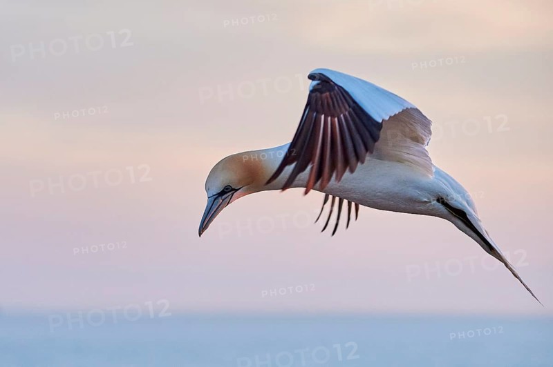 Northern gannet (Morus bassanus) flying over the sea at sunset, wildlife, Helgoland, Germany