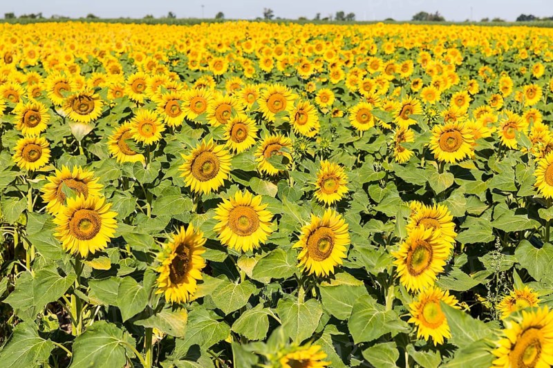 Sunflowers (Helianthus annuus), sunflower field in bloom, Hirschstein, Saxony, Germany