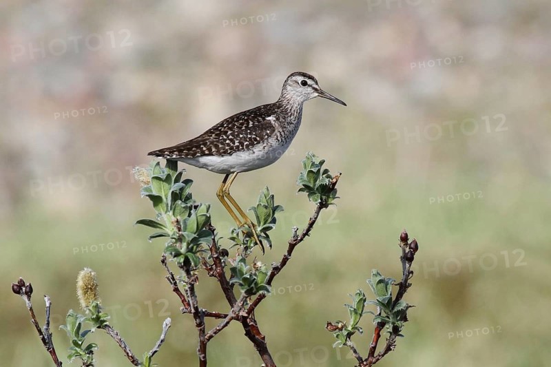 Wood Sandpiper (Tringa glareola), Varanger, Norway