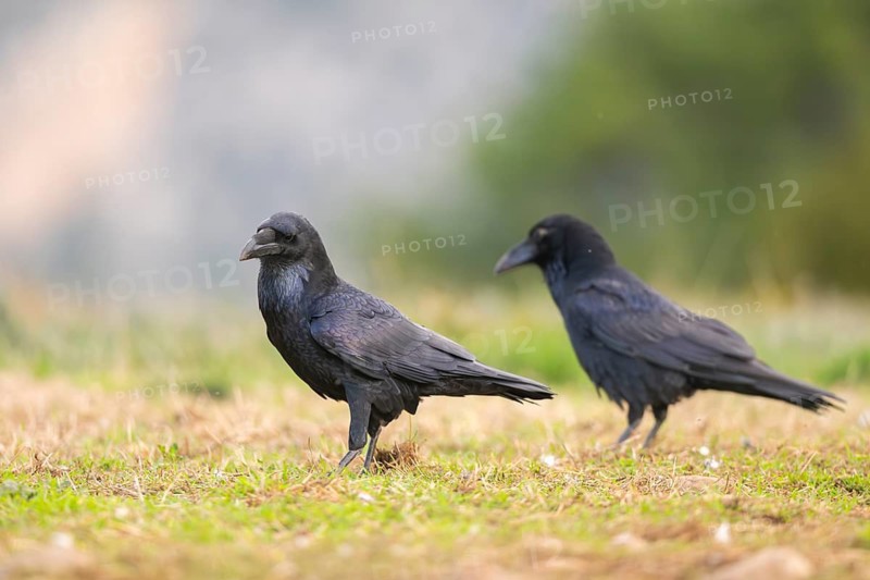 Common raven (Corvus corax) on a meadow in autumn, Pyrenees, Catalonia, Spain