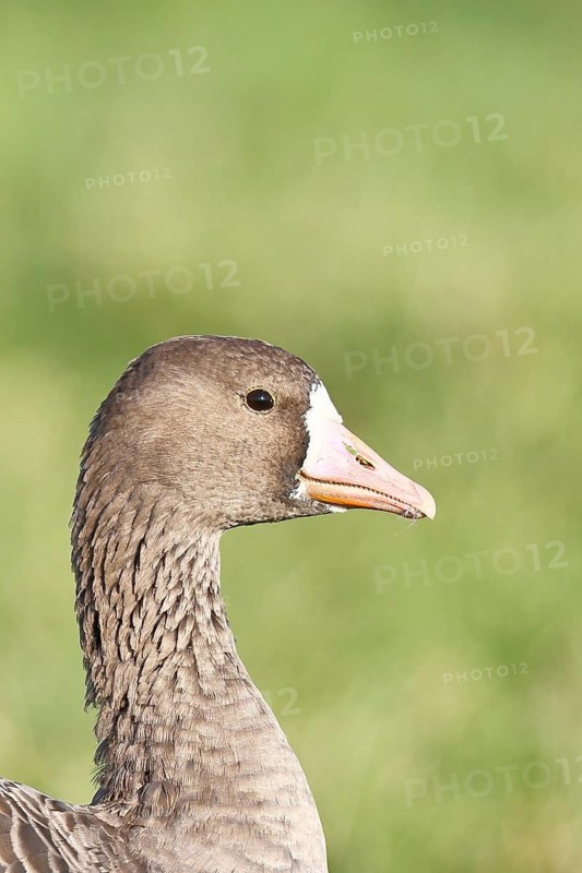 White-fronted goose (Anser albifrons), standing in a meadow in the wintering area, animal portrait, wildlife, Bislicher Insel nature reserve, Xanten, Lower Rhine, North Rhine-Westphalia, Germany