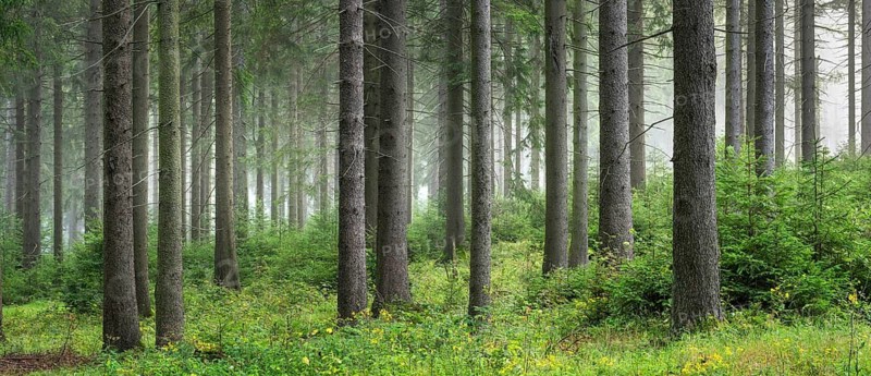 Panorama, Foggy spruce forest, Thuringian Forest, Thuringia, Germany