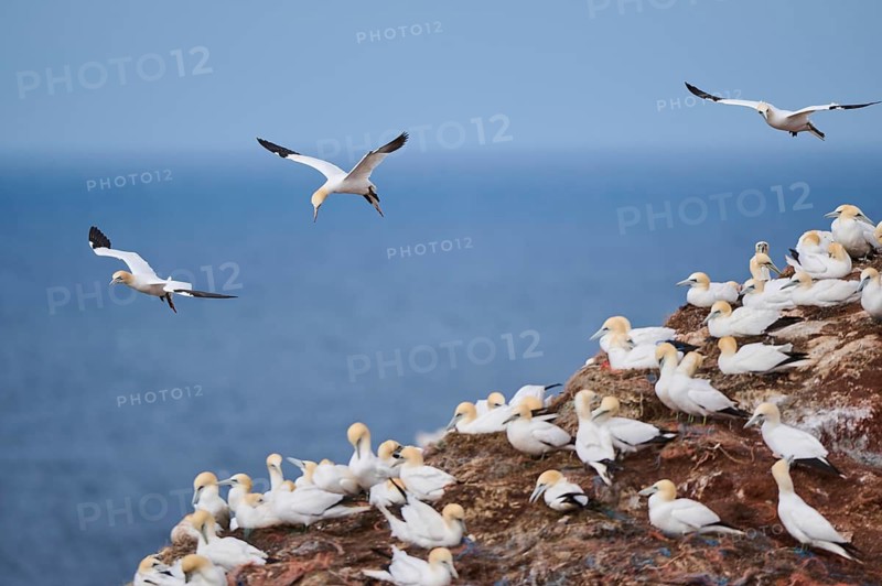 Northern gannet (Morus bassanus) flying over the cliffs, wildlife, Helgoland, Germany