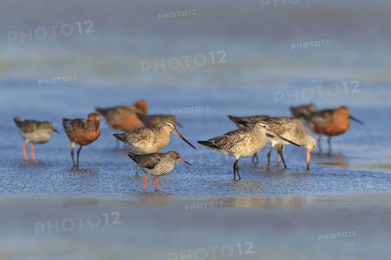Bar-tailed Godwit & Common Redshank (Limosa lapponica & Tringa totanus), Texel, Netherlands