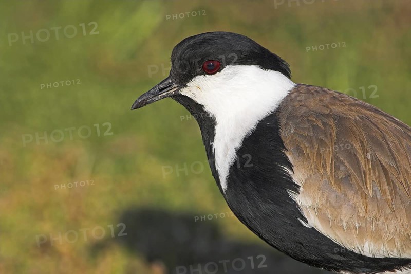 Spur-winged Lapwing (Vanellus spinosus), Silifke, Turkey