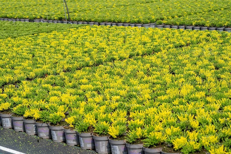Horticultural business, broom heather plants, in flower pots, outdoors, Calluna vulgaris, North Rhine-Westphalia, Germany