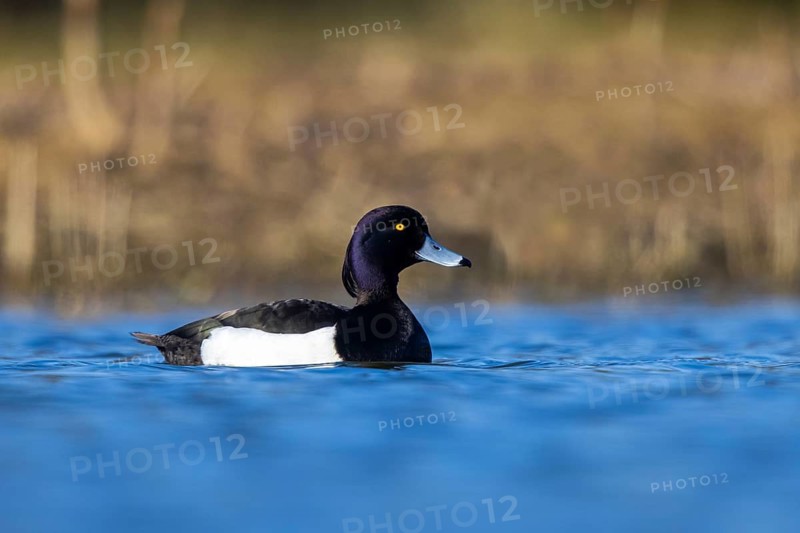 Tufted Duck (Aythya fuligula) male, North Rhine-Westphalia, Germany
