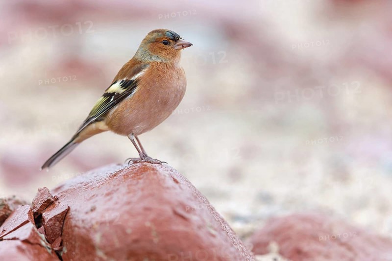 Chaffinch, (Fringilla coelebs), animals, birds, perch, finch family, Lesbos Island, Schleswig-Holstein, Greece