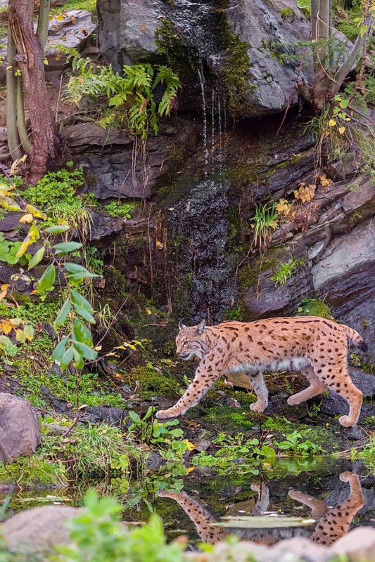 A Eurasian lynx, (Lynx lynx) runs between a small pond and a very small cascade