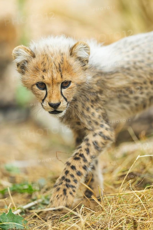 Cheetah (Acinonyx jubatus) youngster walking on a meadow, captive, occurrence Africa