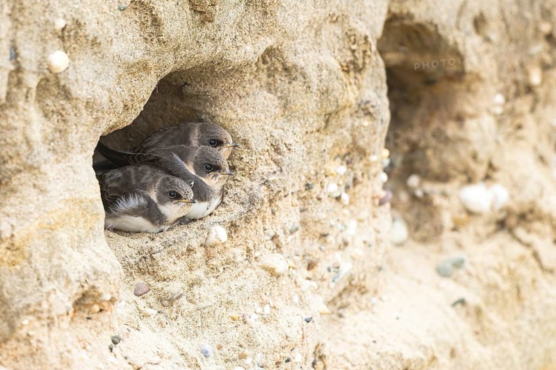 Sand Martin (Riparia riparia) chicks in nest cavity, North Rhine-Westphalia, Germany