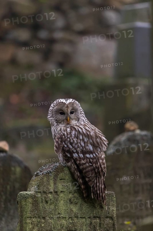 One Ural owl (Strix uralensis) sitting on a old jewish gravestone with gravestones in the background