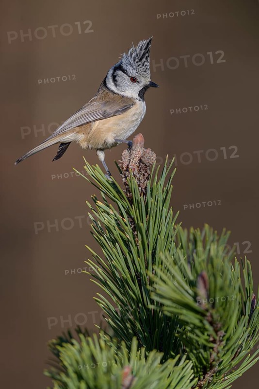 Crested Tit (Lophophanes cristatus), on mountain pine, Biosphere Reserve, Swabian Alb, Baden-Württemberg, Germany