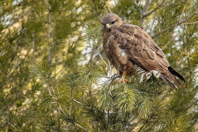 Common Buzzard (Buteo buteo), perched on a branch, Castile and Leon, Spain