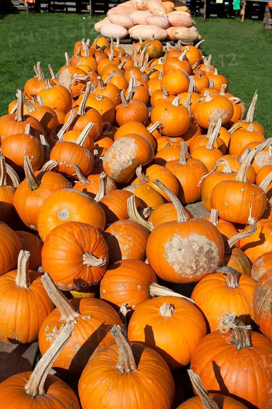 Halloween Pumpkin, (Cucurbita maxima), Halloween Kürbis