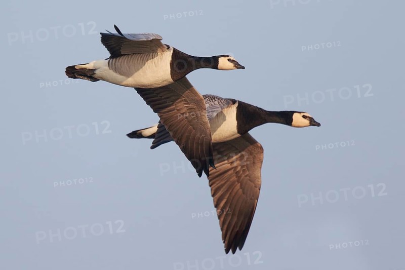 Barnacle Goose (Branta leucopsis) flying, Netherlands