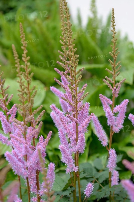 Astilbe (Astilbe chinensis 'Pumila'),  Germany