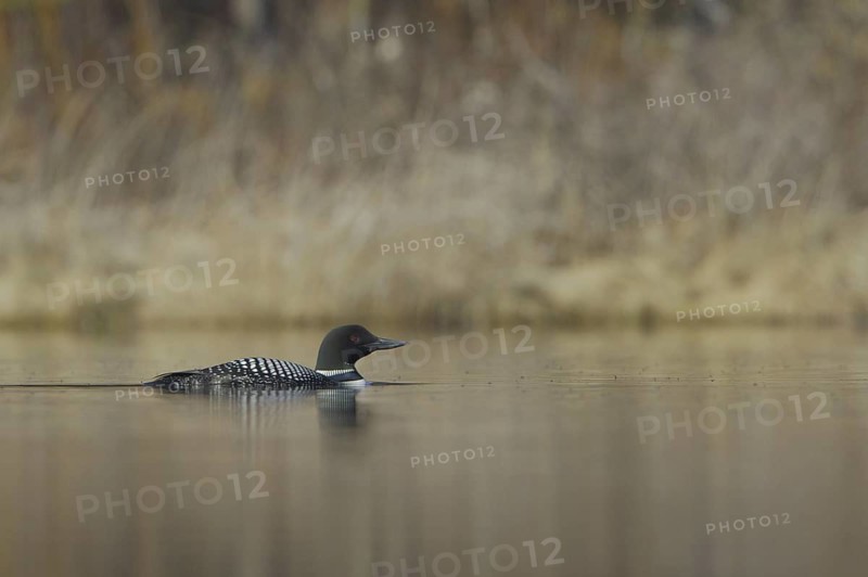 Great Northern Loon (Gavia immer), British Columbia, Canada