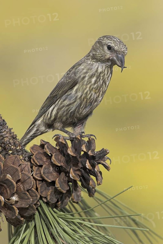 Red Crossbill (Loxia curvirostra) female, Oregon, USA
