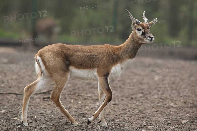 Blackbuck (Antilope cervicapra), captive