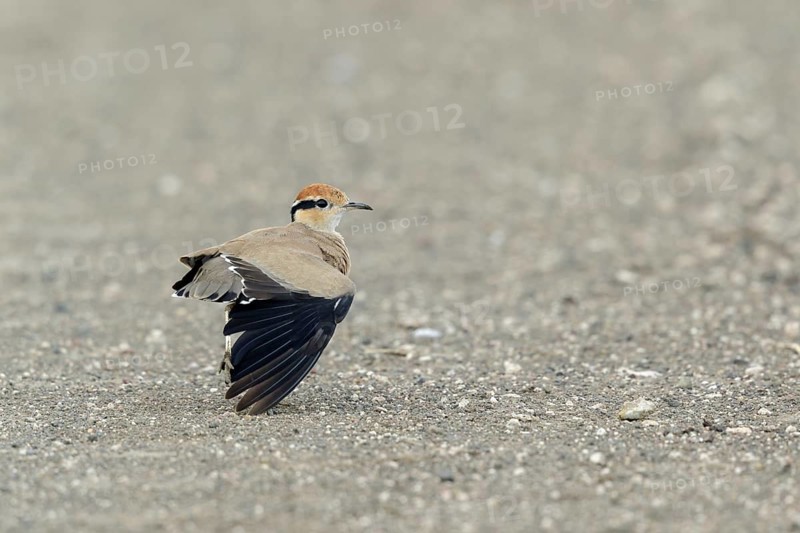 Temmincks Renvogel strekt vleugel, Temmincks Courser stretching wing