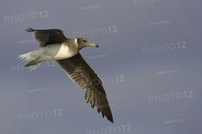 Sooty Gull (Ichthyaetus hemprichii) flying, Oman