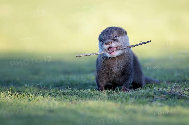 Eurasian Otter (Lutra lutra) young playing with stick, Castile-La Mancha, Spain