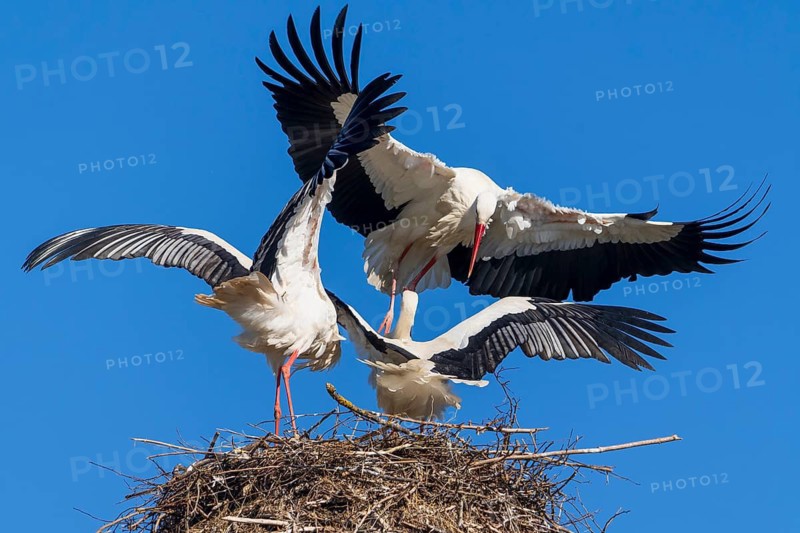 Three storks with spread wings standing on a nest under a blue sky, White Stork (Ciconia ciconia), wildlife, Germany