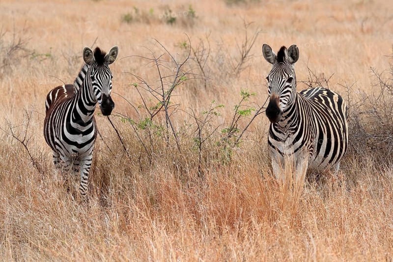 Burchell's zebra (Equus quagga burchelli), Burchell's zebra, adult, two animals, foraging, Kruger National Park, Kruger National Park, Kruger National Park South Africa