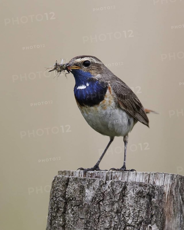 Bluethroat (Luscinia svecica cyanecula) male, Schleswig-Holstein, Germany