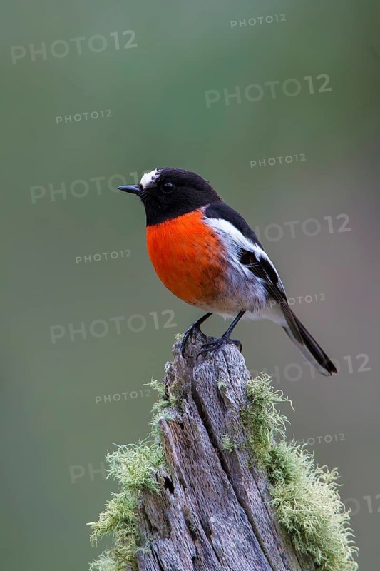 Scarlet Robin (Petroica boodang) male perched on a mossy stump, Victoria, Australia