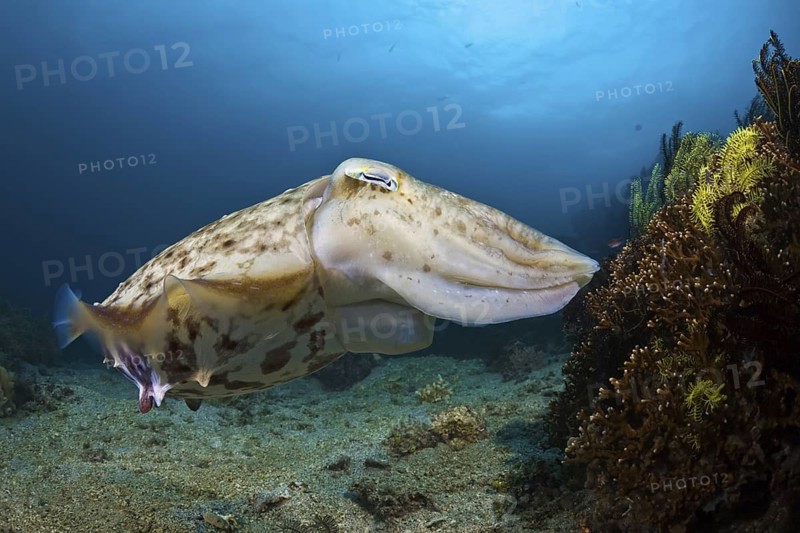 Breitarm-Sepia, Sepia latimanus Broadclub Cuttlefish, Sepia latimanus
