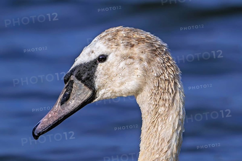 Mute swan (Cygnus olor) close-up of juvenile swimming in pond in spring