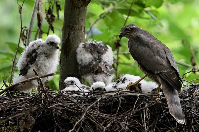 Eurasian Sparrowhawk (Accipiter nisus) adult with chicks in nest, North Rhine-Westphalia, Germany
