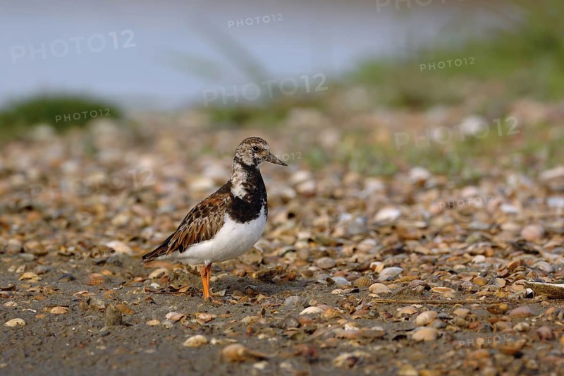 Auf der Muschelbank... Steinwälzer *Arenaria interpres*