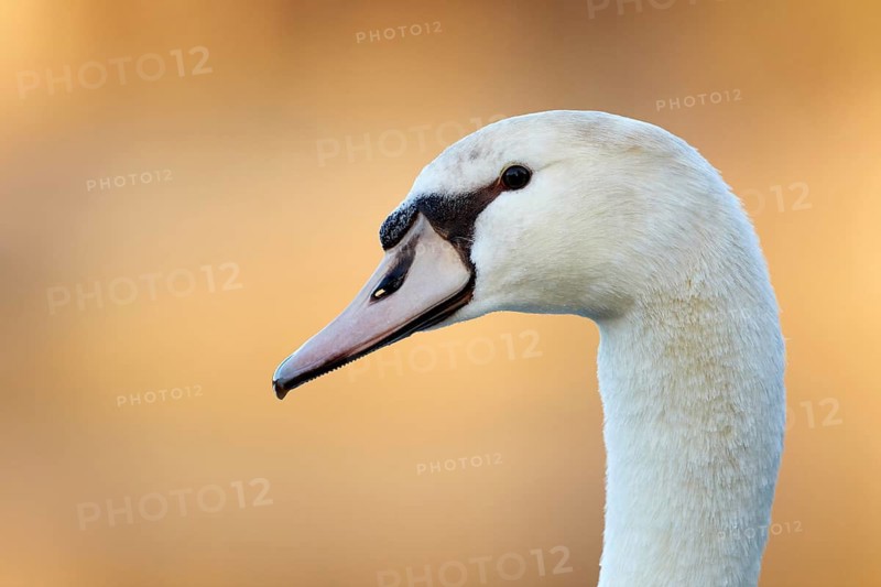 Mute Swan (Cygnus olor), Bavaria, Germany