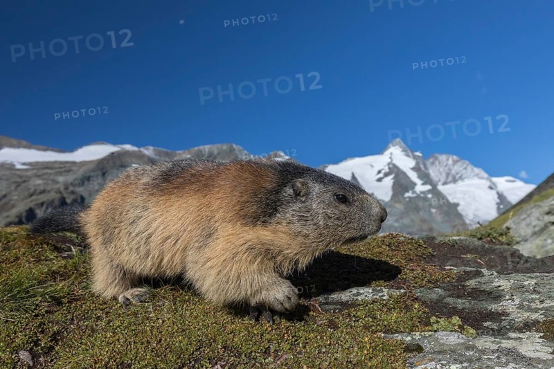 One Alpine Marmot, Marmota marmota, portrait in early morning light. Green grass in front and Grossglockner mountain in the distant background. Wide angle shot. Grossglockner high alpine road, Hohe Tauern National Park, Austria