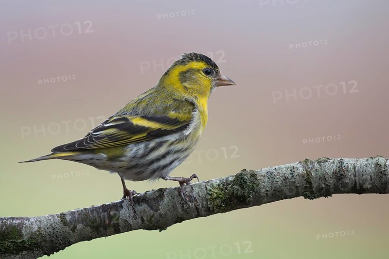 Eurasian Siskin (Spinus spinus) male, Lower Saxony, Germany