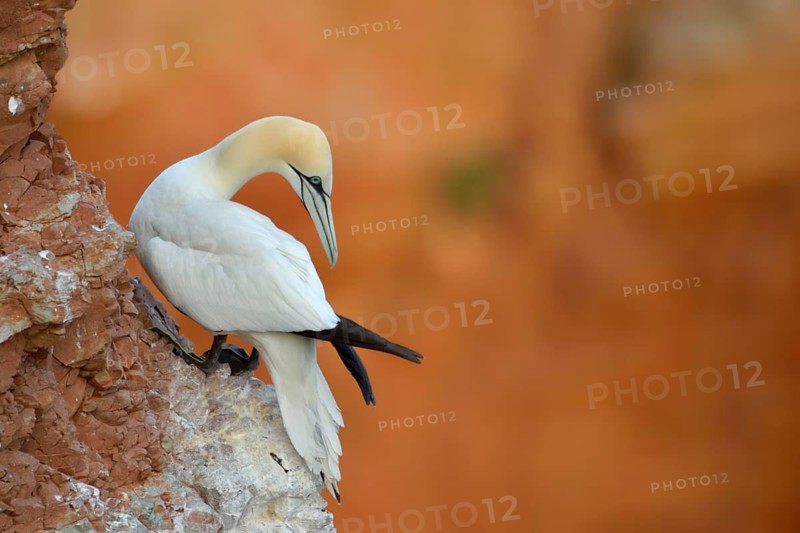 Northern Gannet (Morus bassanus), Schleswig-Holstein, Germany