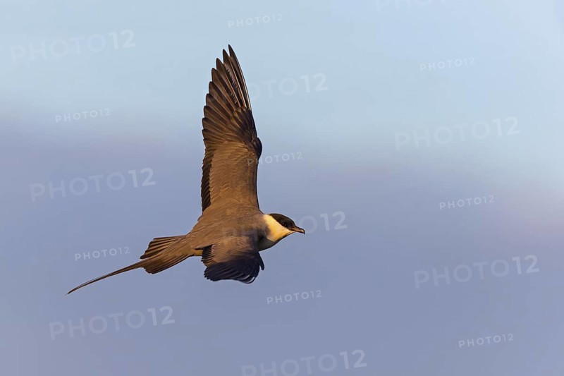Long-tailed Skua, (Stercorarius longicaudus), animals, birds, gull, family of skuas, lateral flight view, Varanger, Finnmark, Norway