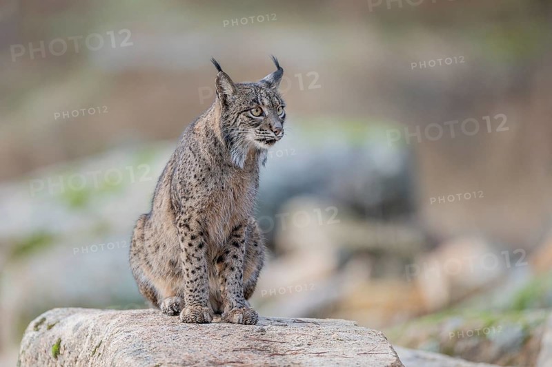 Lynx pardinus, on stone, Andalusia, Spain