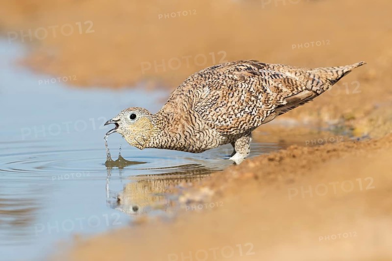 Crowned Sandgrouse (Pterocles coronatus) female drinking, Negev, Israel