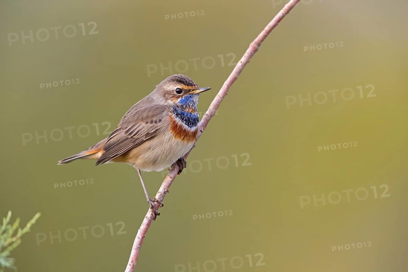 Bluethroat, (Luscinia svecica), (Luscinia svecicus), animals, birds, male, songbird, songbirds, flycatcher family, perch, Israel