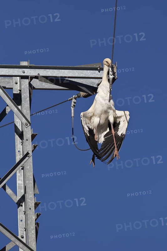 White Stork (Ciconia ciconia) killed by power pole, Merzouga, Morocco