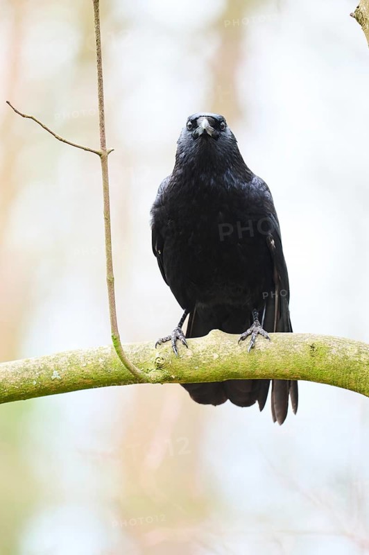Carrion crow (Corvus corone) sitting on a branch, Bavaria, Germany