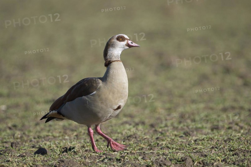 Egyptian goose (Alopochen aegyptiaca), adult bird, Wesel, Lower Rhine, North Rhine-Westphalia, Germany