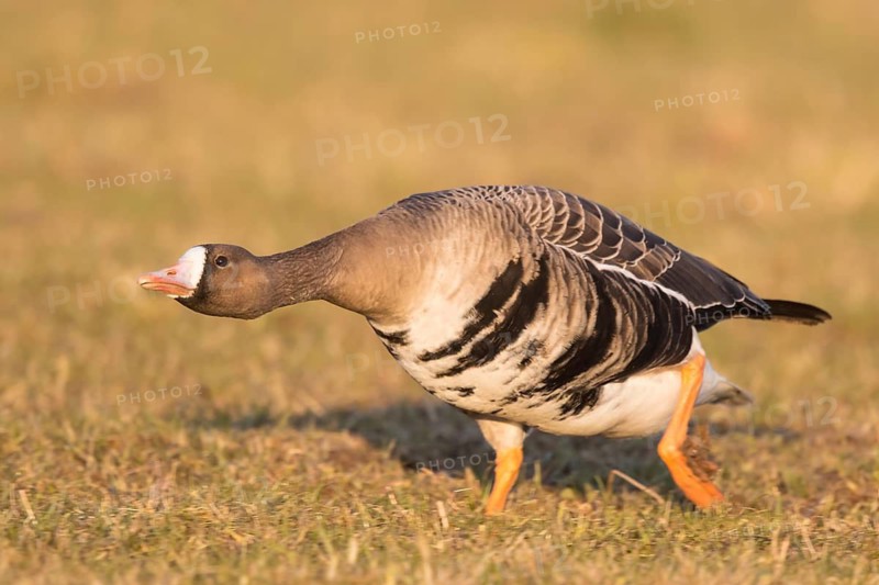 Greater White-fronted Goose (Anser albifrons), North Rhine-Westphalia, Germany