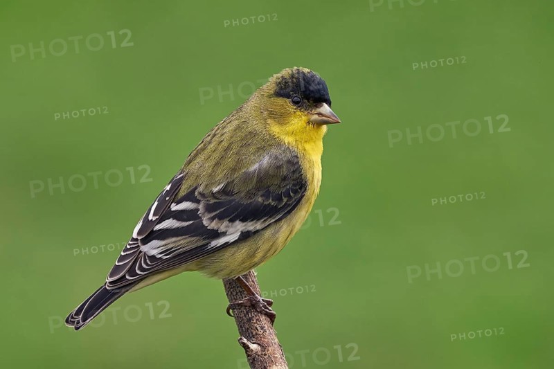 Lesser Goldfinch (Spinus psaltria)