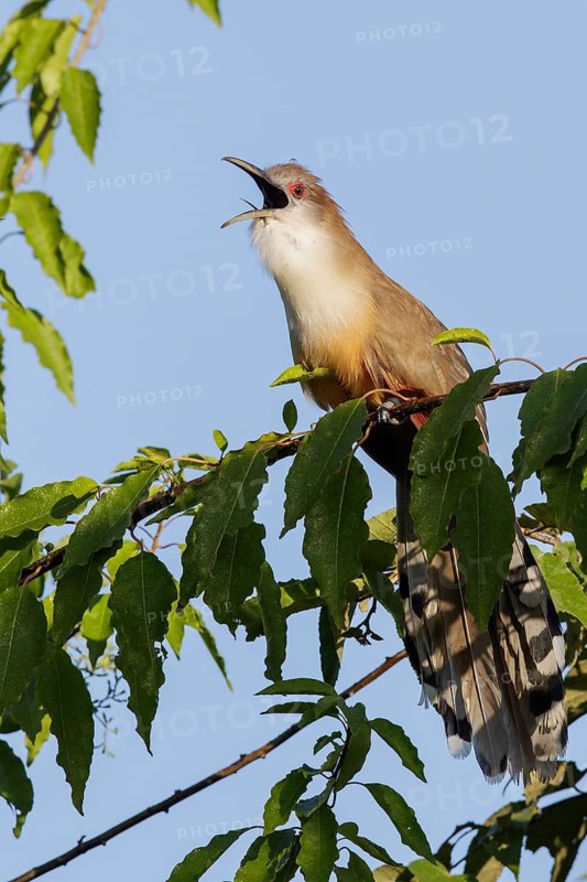 Great Lizard Cuckoo (Coccyzus merlini) perched on a branch in Cuba