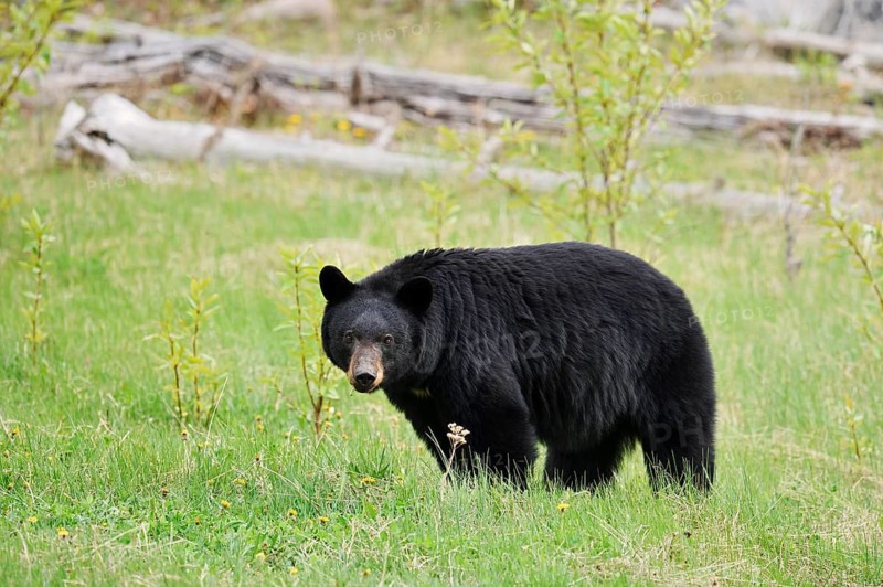 American Black Bear (Ursus americanus), Jasper National Park, Alberta, Canada